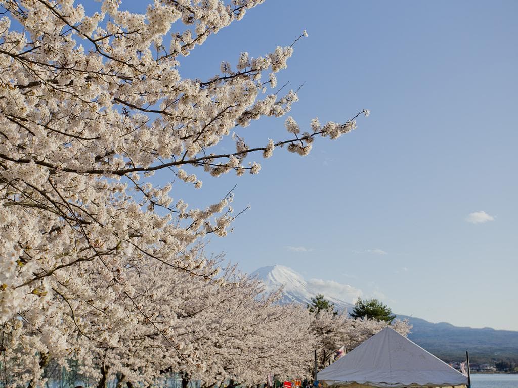 Mt. Fuji With Kawaguchico Lake And Oshino Hakkai - Full-Day Tour 1