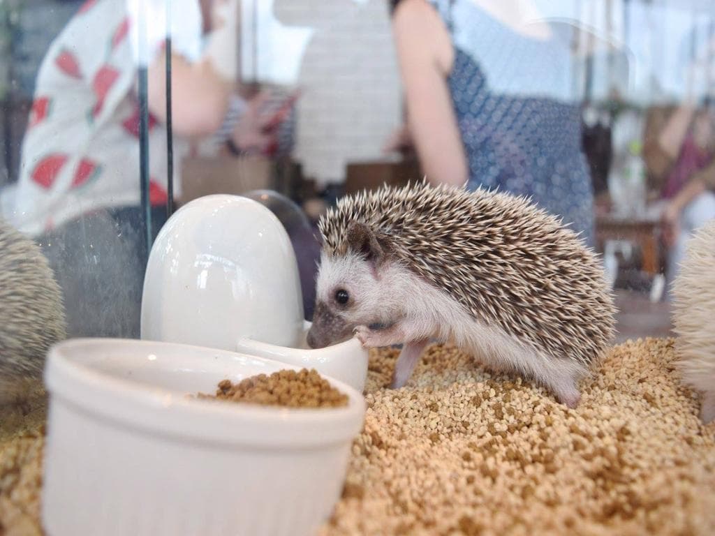 Hedgehog Cafe - Ticket